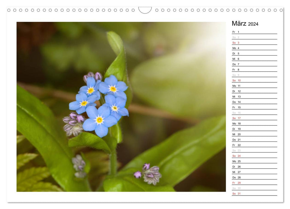 Enchanting forget-me-nots - the birthday calendar (CALVENDO wall calendar 2024) 