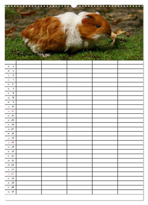 Guinea Pigs and Rabbits Family Planner (CALVENDO Premium Wall Calendar 2024) 