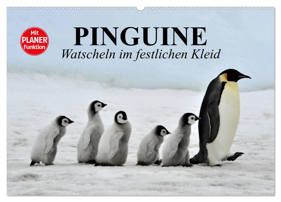 Pinguine - Watscheln im festlichen Kleid (CALVENDO Wandkalender 2024)