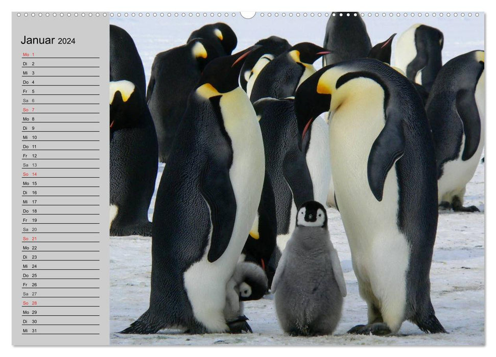 Penguins - waddling in festive dress (CALVENDO wall calendar 2024) 