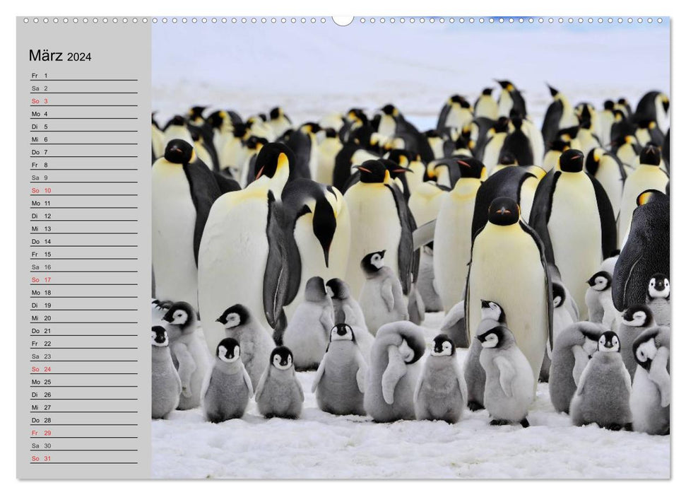 Penguins - waddling in festive dress (CALVENDO wall calendar 2024) 