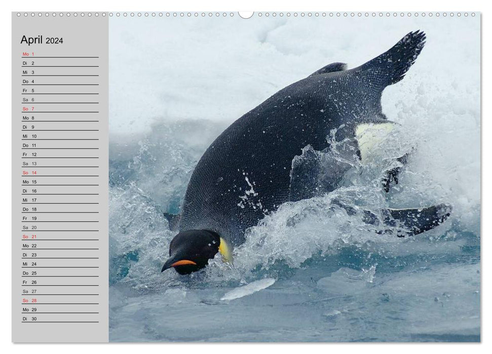 Penguins - waddling in festive dress (CALVENDO wall calendar 2024) 