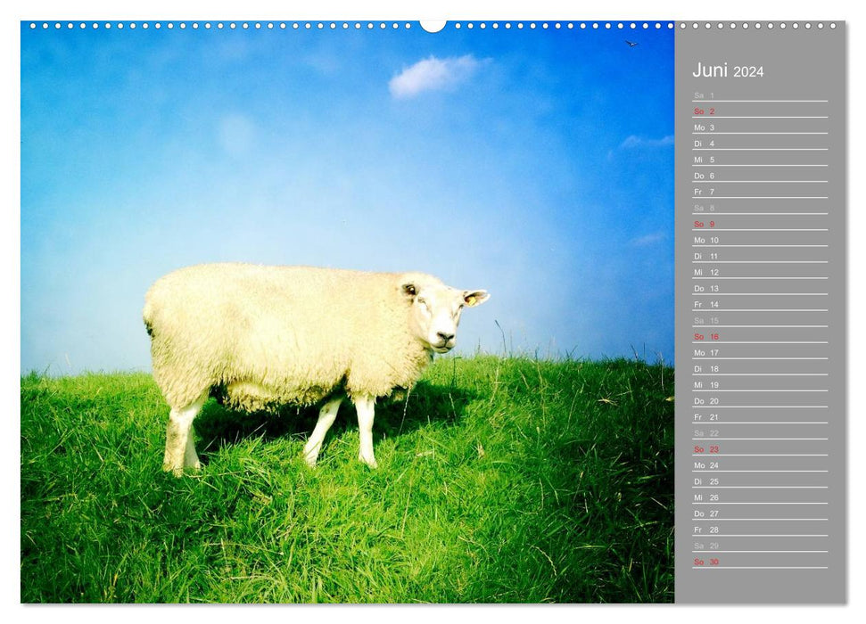 ON THE DIKE (CALVENDO wall calendar 2024) 