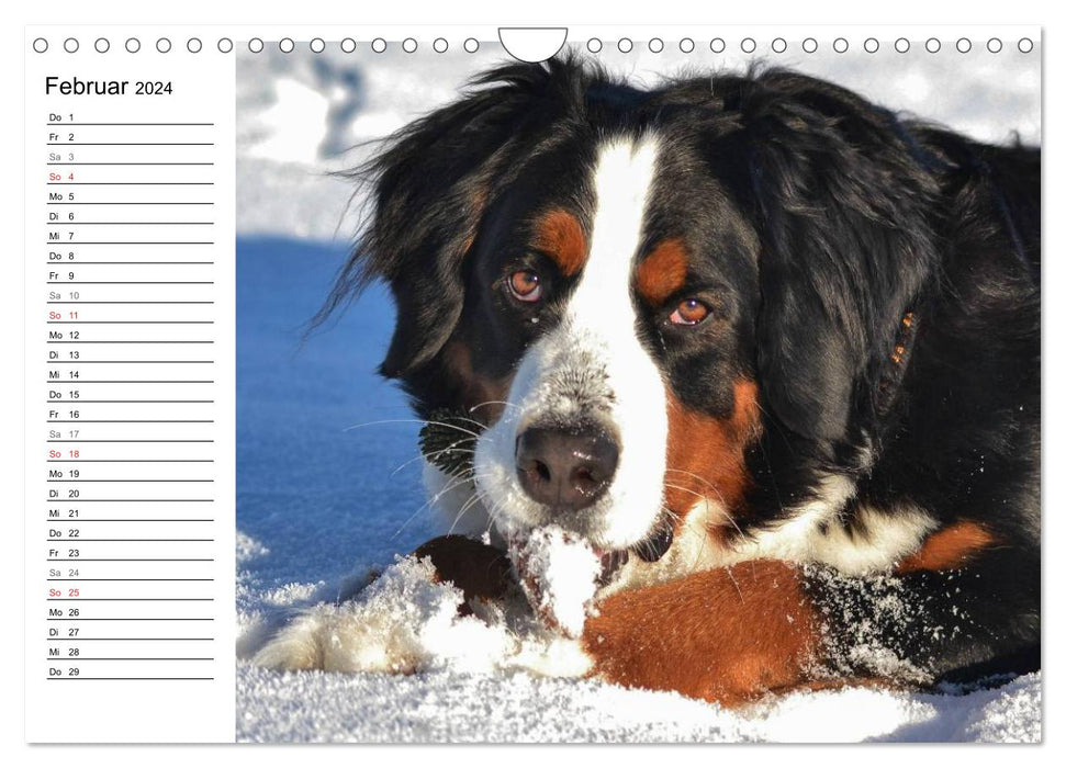 Augenblicke mit dem Berner Sennenhund (CALVENDO Wandkalender 2024)
