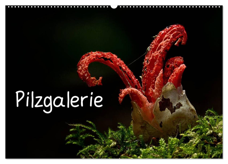 Mushroom gallery (CALVENDO wall calendar 2024) 