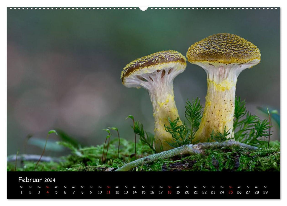 Mushroom gallery (CALVENDO wall calendar 2024) 