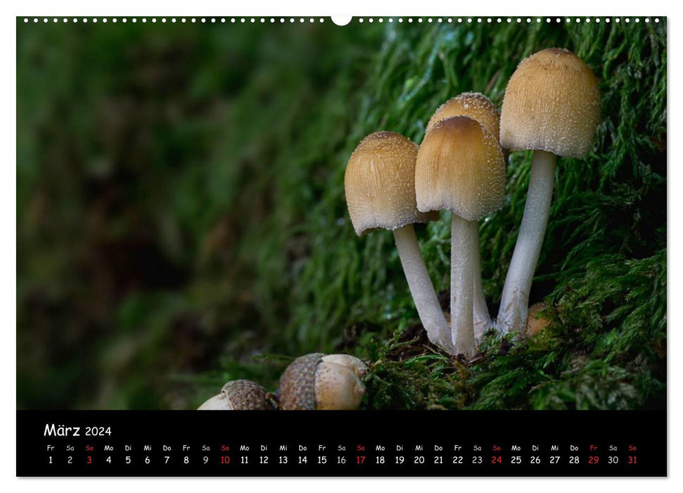 Mushroom gallery (CALVENDO wall calendar 2024) 