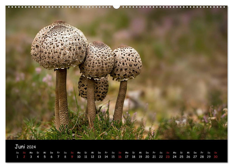 Galerie de champignons (Calendrier mural CALVENDO 2024) 