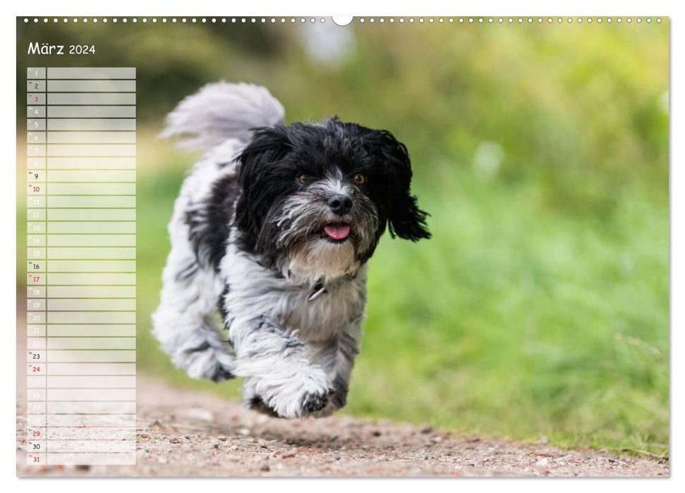 Fun with Havanese (CALVENDO Premium Wall Calendar 2024) 