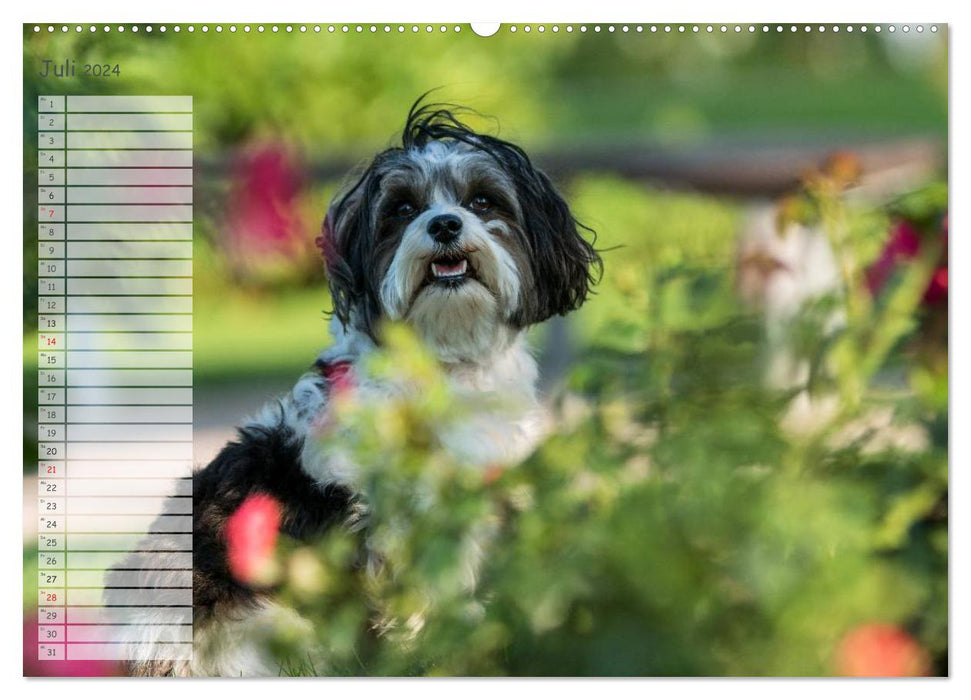 Fun with Havanese (CALVENDO Premium Wall Calendar 2024) 