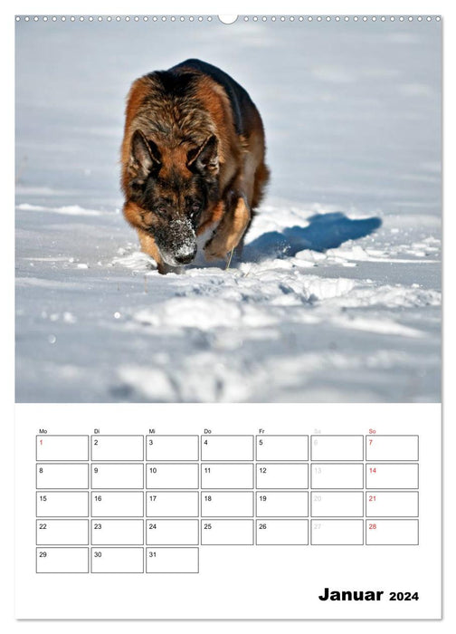 Chiens de berger allemands - doudous à quatre pattes (Calendrier mural CALVENDO Premium 2024) 