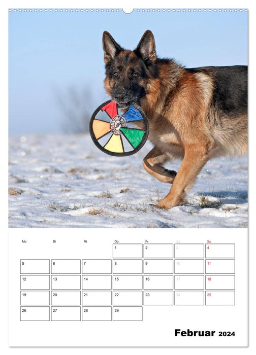 German Shepherd Dogs - comforters on four paws (CALVENDO Premium Wall Calendar 2024) 