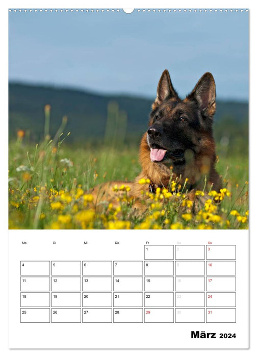 Chiens de berger allemands - doudous à quatre pattes (Calendrier mural CALVENDO Premium 2024) 