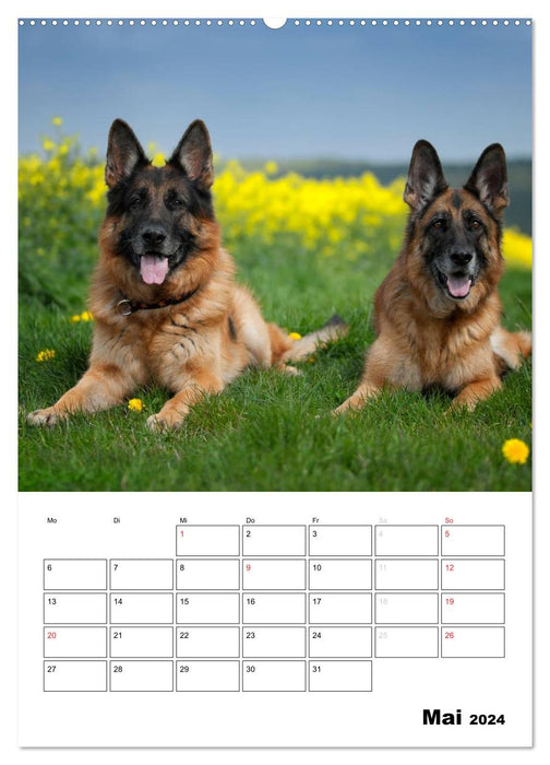 German Shepherd Dogs - comforters on four paws (CALVENDO Premium Wall Calendar 2024) 