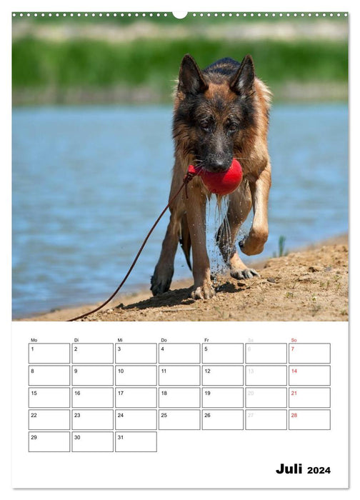 Chiens de berger allemands - doudous à quatre pattes (Calendrier mural CALVENDO Premium 2024) 