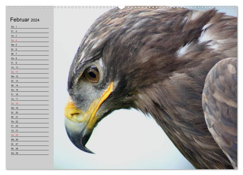 Aigles et griffons. Rois du Ciel (Calendrier mural CALVENDO Premium 2024)