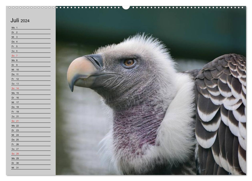 Adler und Greife. Könige des Himmels (CALVENDO Premium Wandkalender 2024)