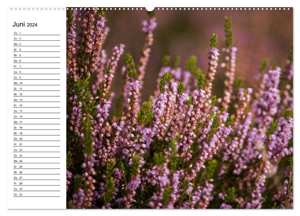 Lüneburg Heath (CALVENDO Premium Wall Calendar 2024) 