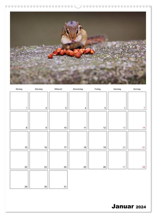 Chipmunks - curious rodents (CALVENDO Premium Wall Calendar 2024) 