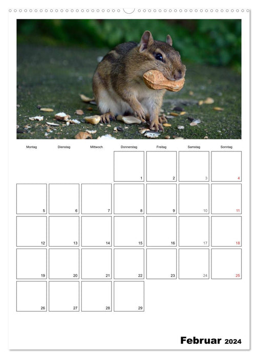Streifenhörnchen - neugierige Nager (CALVENDO Premium Wandkalender 2024)