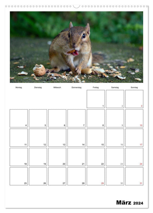 Streifenhörnchen - neugierige Nager (CALVENDO Premium Wandkalender 2024)