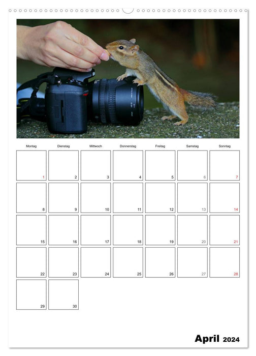 Chipmunks - curious rodents (CALVENDO Premium Wall Calendar 2024) 