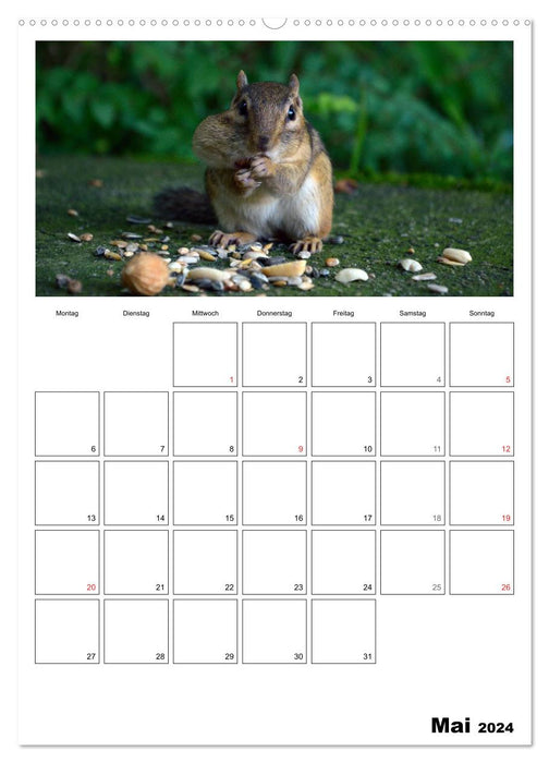 Chipmunks - curious rodents (CALVENDO Premium Wall Calendar 2024) 