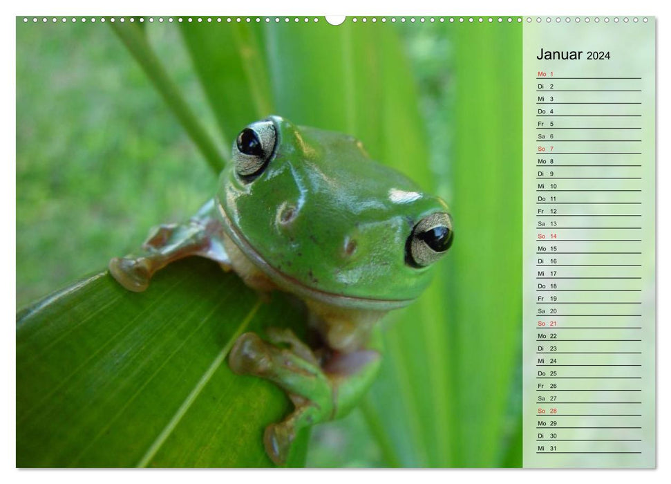 Frösche. Quakend durchs Leben (CALVENDO Wandkalender 2024)