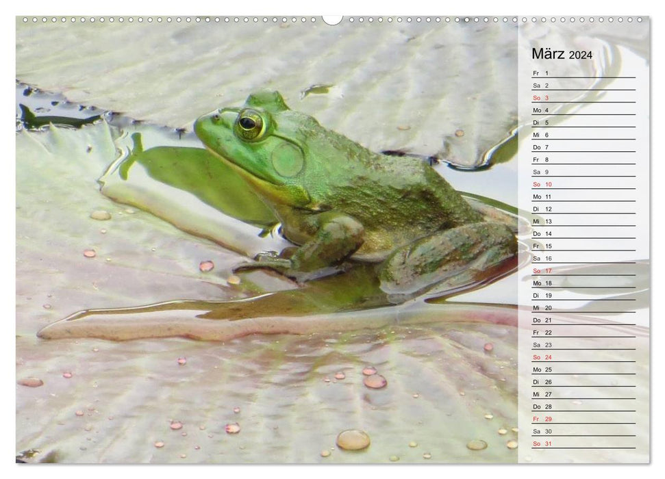 Frogs. Quacking through life (CALVENDO wall calendar 2024) 