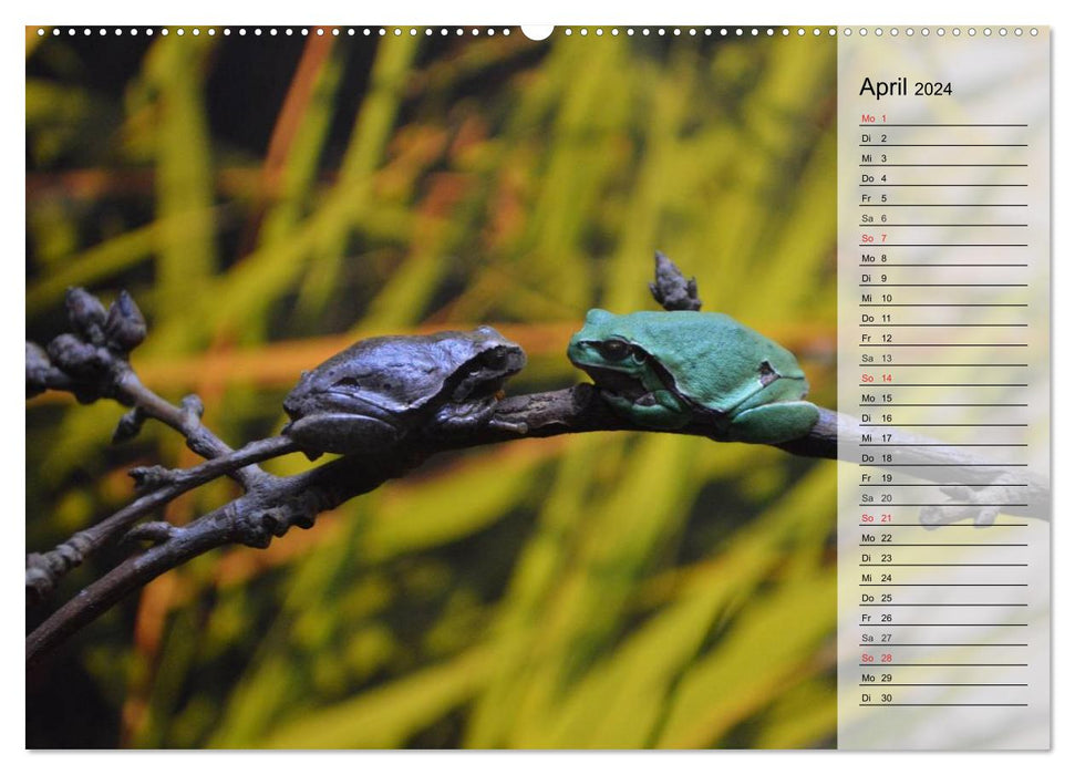 Frogs. Quacking through life (CALVENDO wall calendar 2024) 