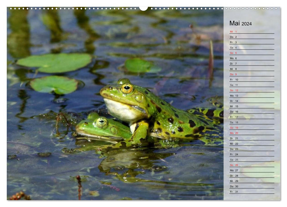 Frogs. Quacking through life (CALVENDO wall calendar 2024) 