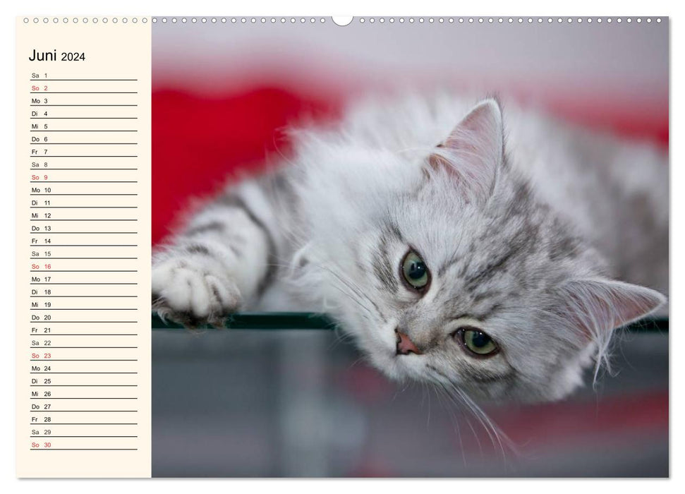 Enchanting purebred cats (CALVENDO Premium Wall Calendar 2024) 