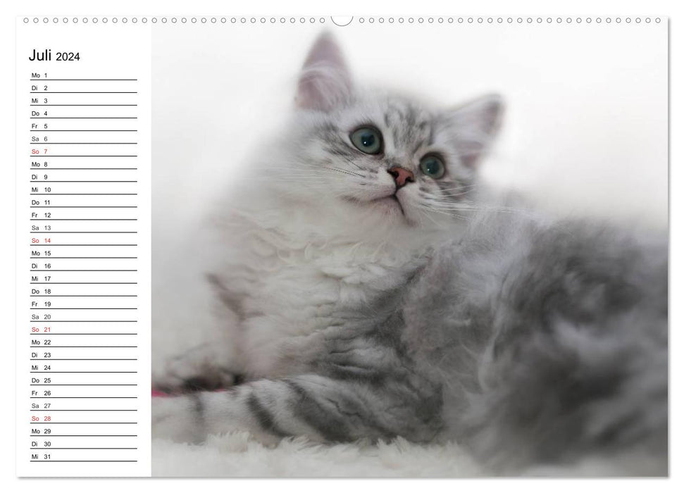 Enchanting purebred cats (CALVENDO Premium Wall Calendar 2024) 