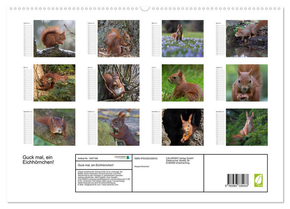 Look, a squirrel! (CALVENDO Premium Wall Calendar 2024) 