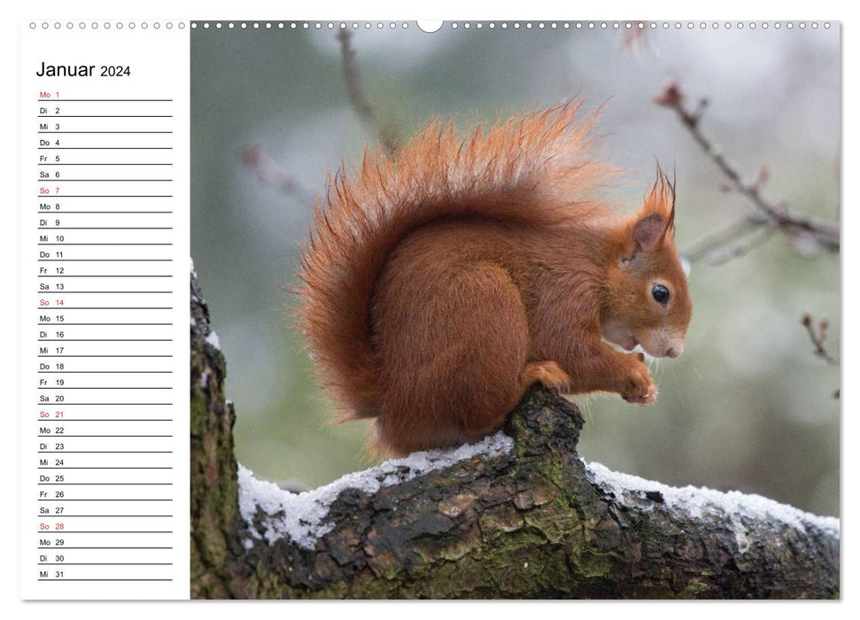 Look, a squirrel! (CALVENDO Premium Wall Calendar 2024) 