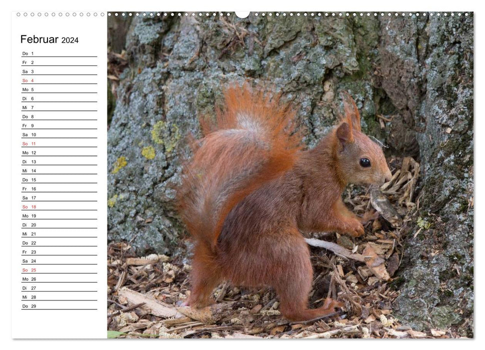 Regardez, un écureuil ! (Calendrier mural CALVENDO Premium 2024) 