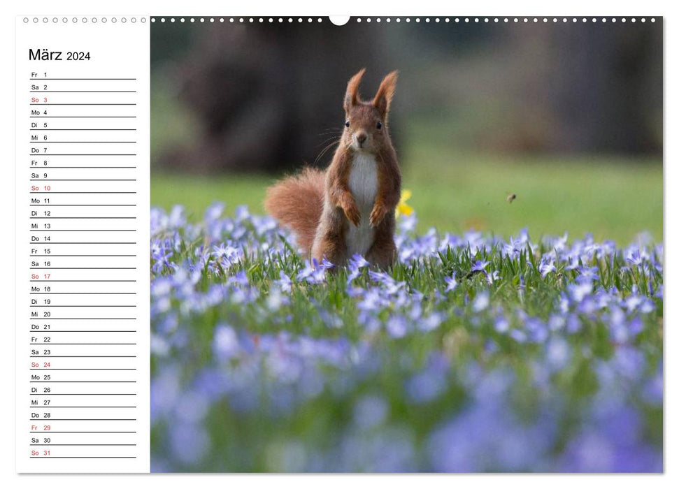 Look, a squirrel! (CALVENDO Premium Wall Calendar 2024) 