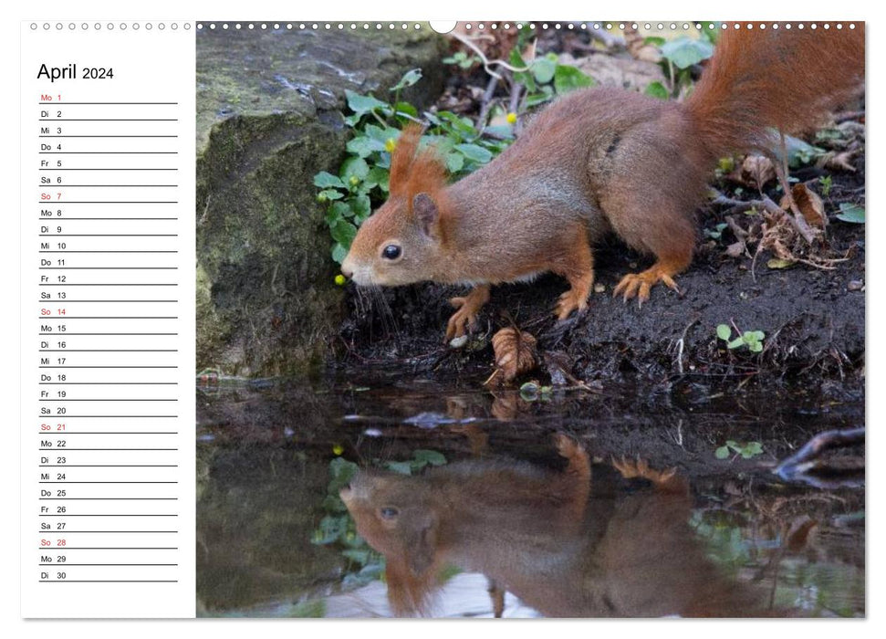 Look, a squirrel! (CALVENDO Premium Wall Calendar 2024) 