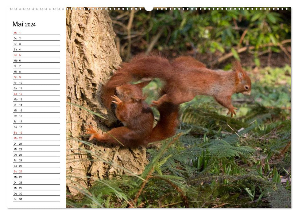 Look, a squirrel! (CALVENDO Premium Wall Calendar 2024) 