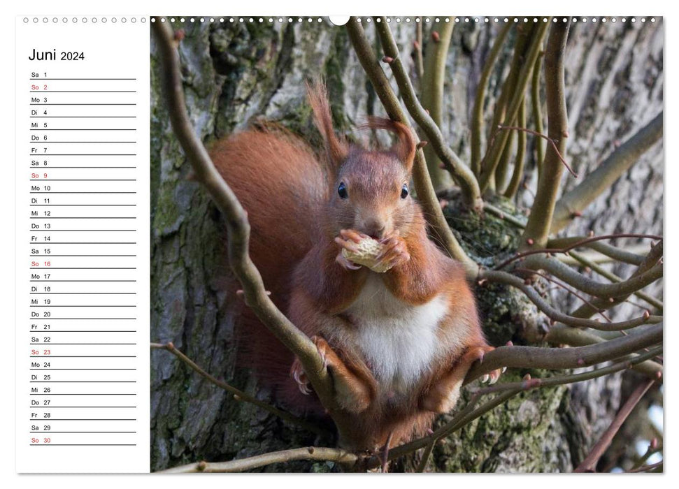 Look, a squirrel! (CALVENDO Premium Wall Calendar 2024) 