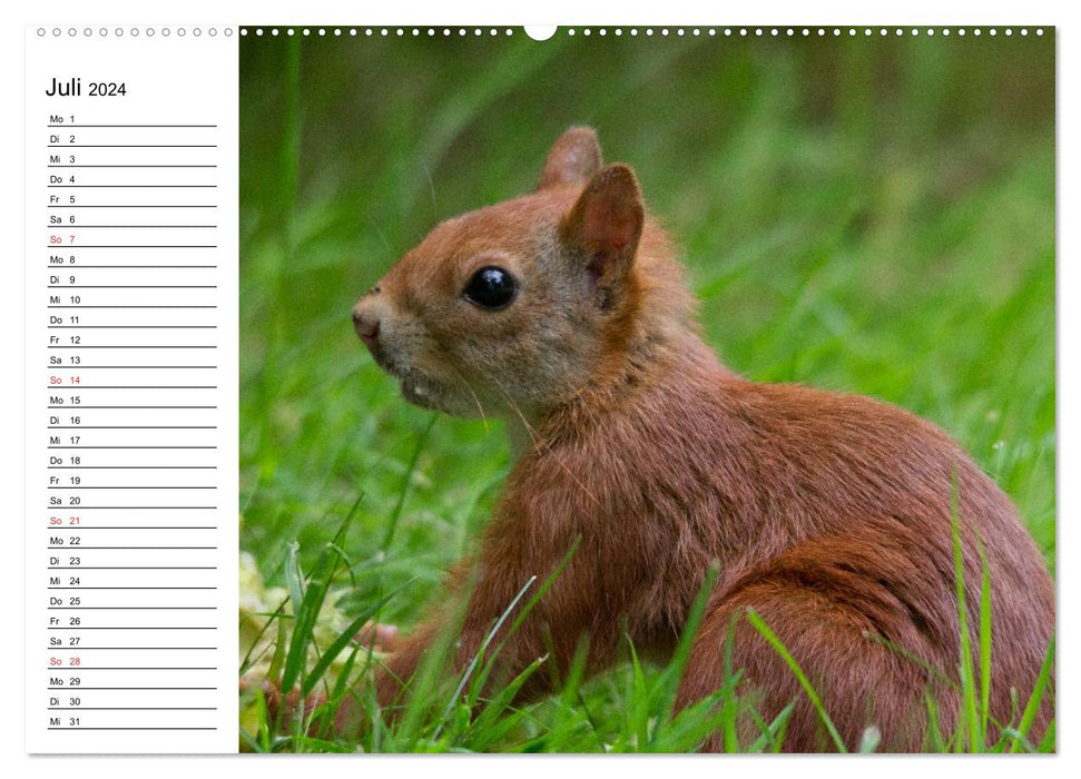 Look, a squirrel! (CALVENDO Premium Wall Calendar 2024) 