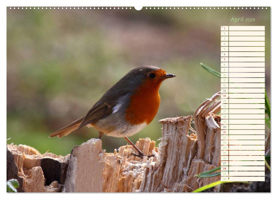 Feathered Beauties - The Robin / Planner (CALVENDO Premium Wall Calendar 2024) 