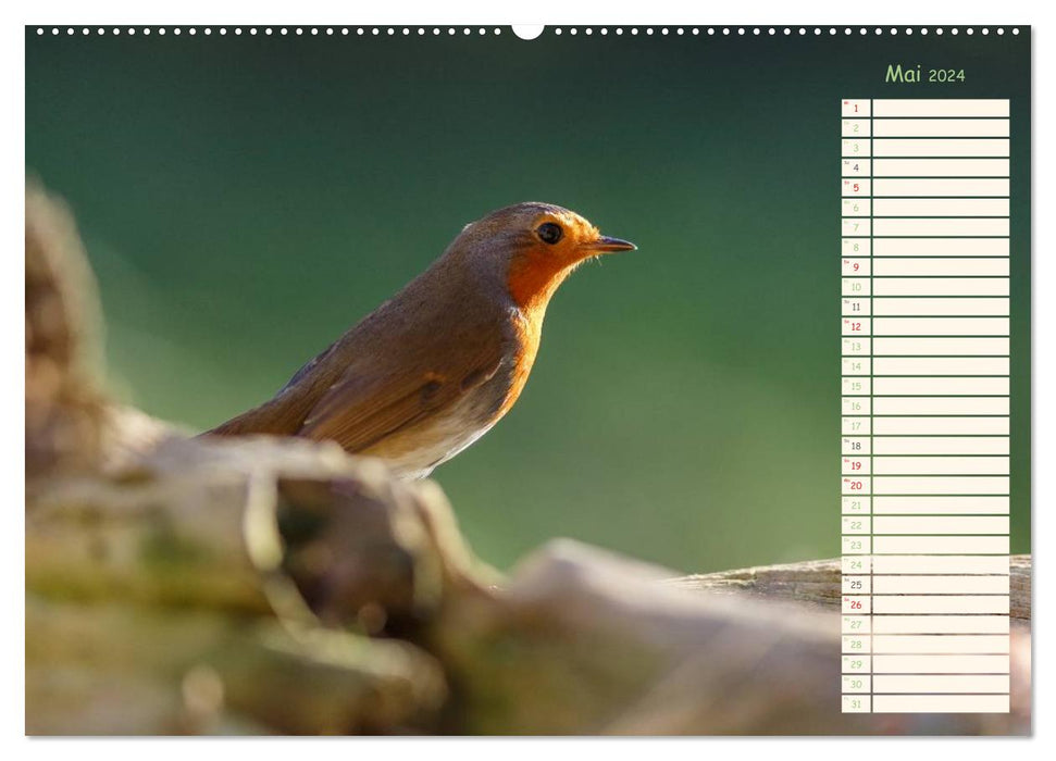 Gefiederte Schönheiten - Das Rotkehlchen / Planer (CALVENDO Premium Wandkalender 2024)