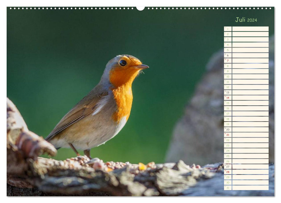 Gefiederte Schönheiten - Das Rotkehlchen / Planer (CALVENDO Premium Wandkalender 2024)