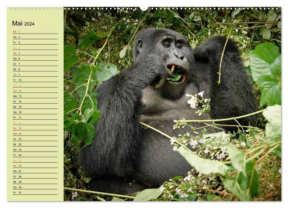 Les singes sauvages d'Ouganda (Calvendo Premium Wall Calendar 2024) 