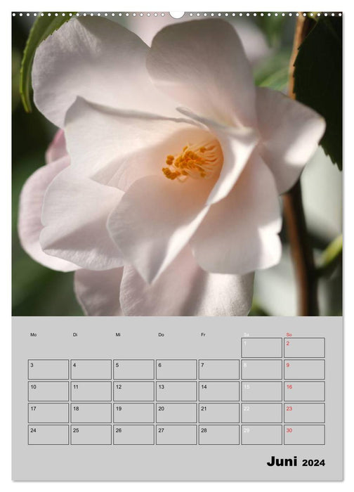 Kamelien Lichtblicke in der dunklen Jahreszeit (CALVENDO Premium Wandkalender 2024)