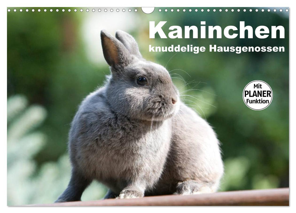 Kaninchen - knuddelige Hausgenossen (CALVENDO Wandkalender 2024)