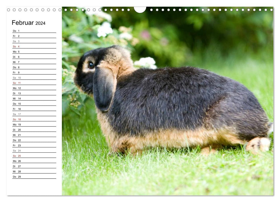 Kaninchen - knuddelige Hausgenossen (CALVENDO Wandkalender 2024)