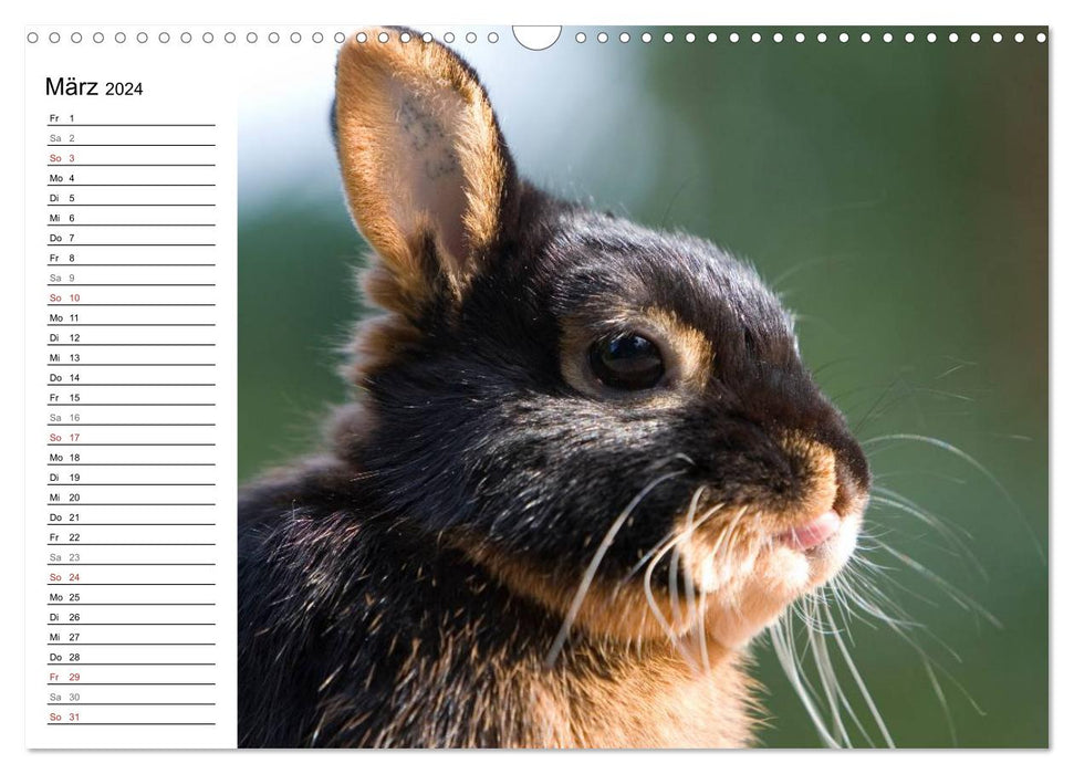 Rabbits - cuddly housemates (CALVENDO wall calendar 2024) 