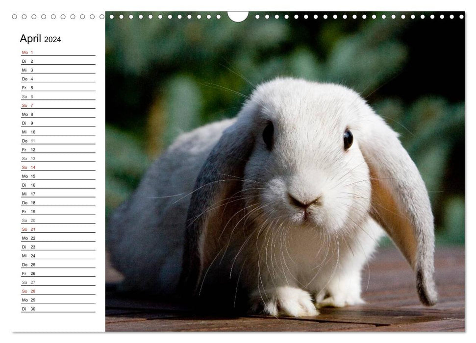 Rabbits - cuddly housemates (CALVENDO wall calendar 2024) 